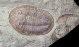 Incredible Foulonia & Asaphid Trilobite Association - #21544-4